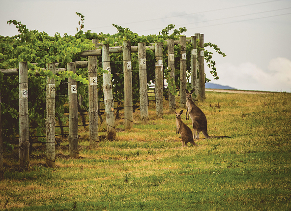 Hunter Valley